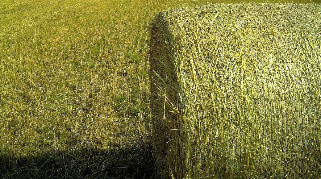 Heuballen nördlich von der Gundelfinger Straße zwischen Heuweiler und Gundelfingen