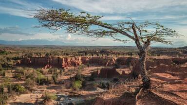 Un árbol en un paisaje desértico con formaciones rocosas rojas y vegetación escasa.