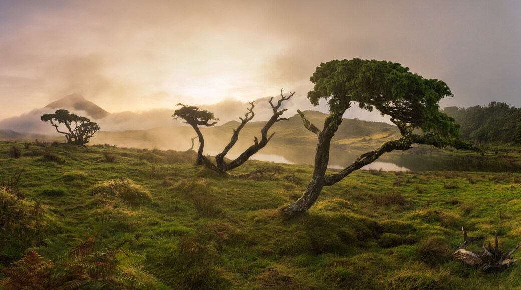 Azores Juniper tree Lagoa do Capitao against Clouds near Mount Pico, Sao Roque do Pico, Pico Island, Azores, Portugal