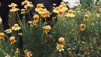 This was such a relaxing weekend! Curious cows, clear natural springs, and abandoned mills!