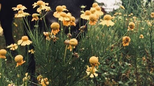 This was such a relaxing weekend! Curious cows, clear natural springs, and abandoned mills!