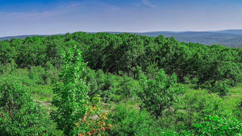A dense forest with rolling hills in the background.