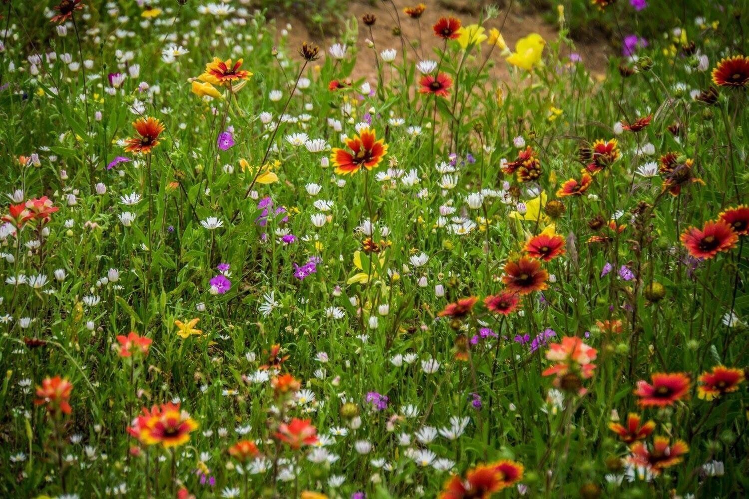 Near Inks Lake State Park