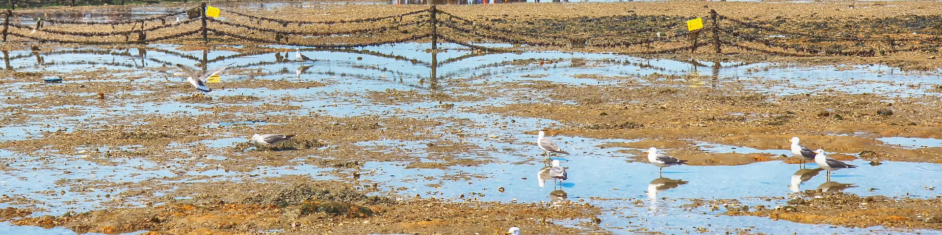 Flying Seagull Eat Shrimp Snack, Muchangpo Beach, Boryeiong, Chungnam, South Korea, Asia