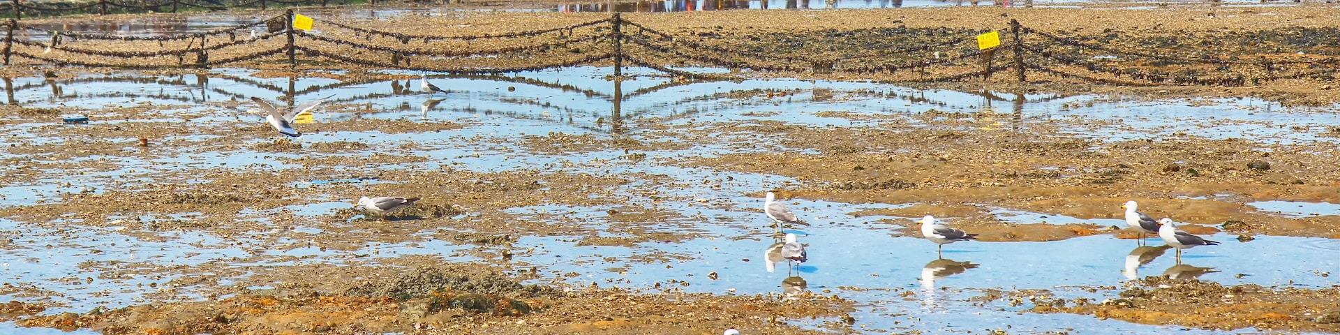 Uma área costeira com gaivotas na areia molhada, uma cerca e pessoas ao fundo.
