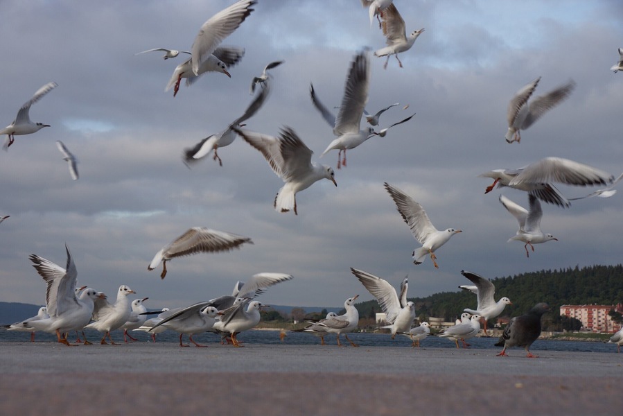 Juvenile Common Black-Headed Gulls on the foreshore of Cannakale.