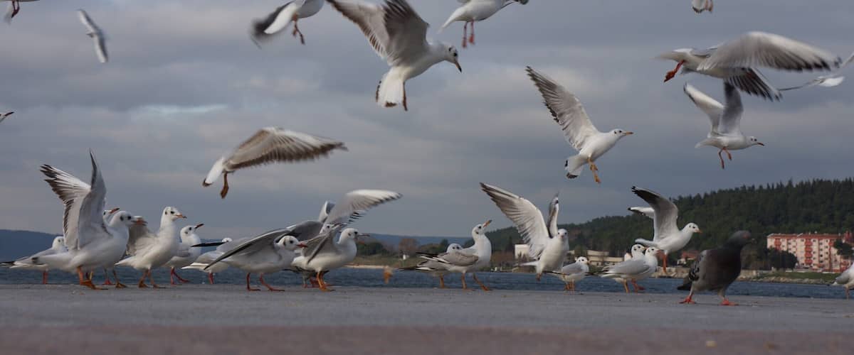 A flock of seagulls flying over a body of water with a cloudy sky and a distant building.