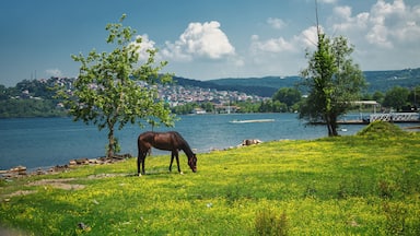 Peaceful nature. Horse grazing in a meadow overlooking the Sapanca lake