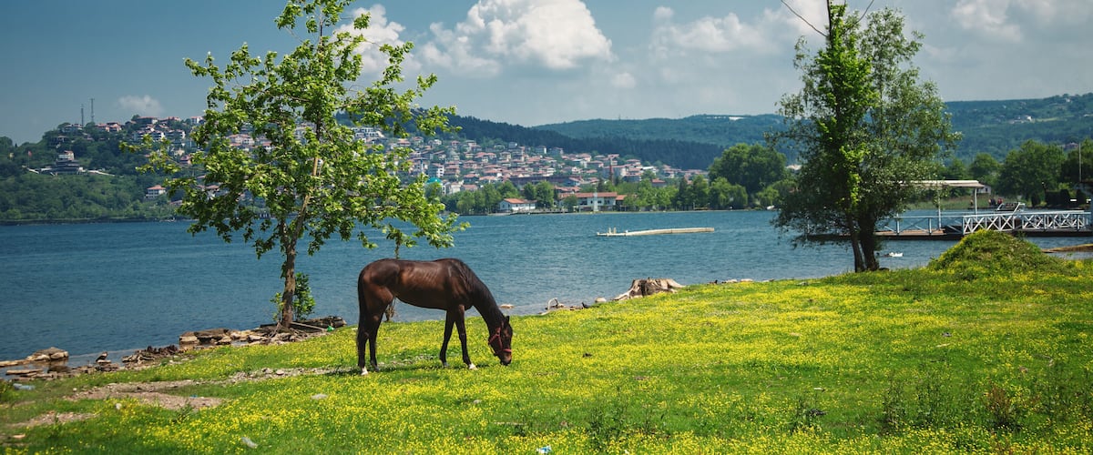 Peaceful nature. Horse grazing in a meadow overlooking the Sapanca lake