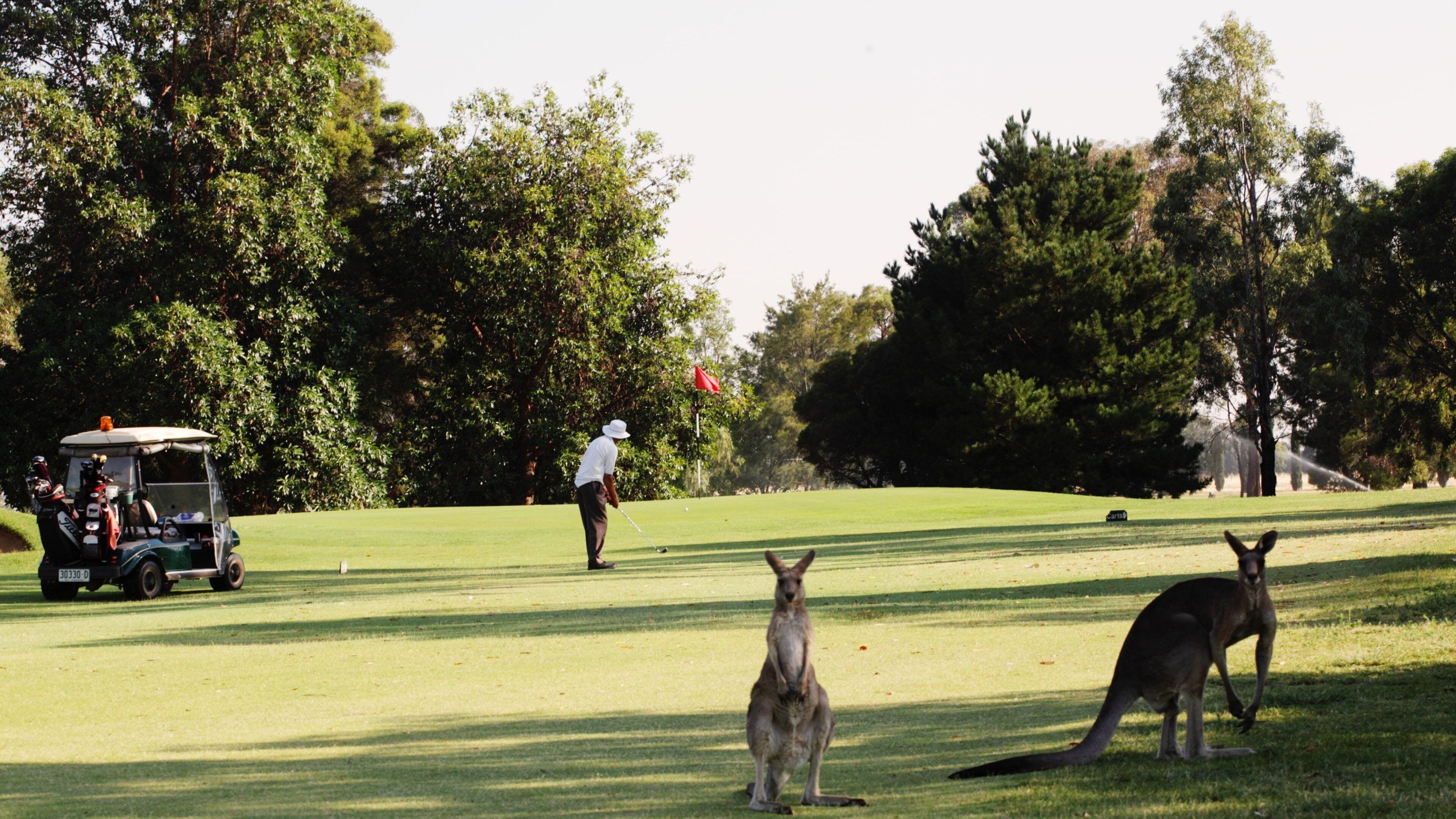 Cobram montrant golf et animaux gentils ou câlins aussi bien que un homme seul