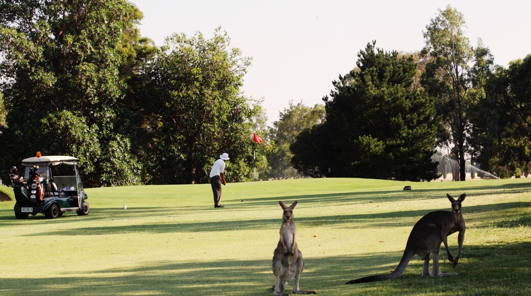 Cobram montrant golf et animaux gentils ou cĂąlins aussi bien que un homme seul