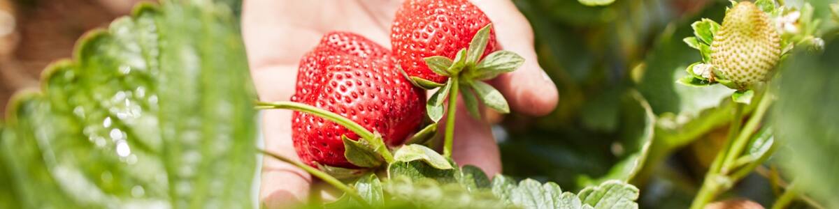 Cobram showing farmland and food