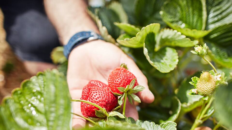 A hand holding two ripe strawberries with green leaves in the background.
