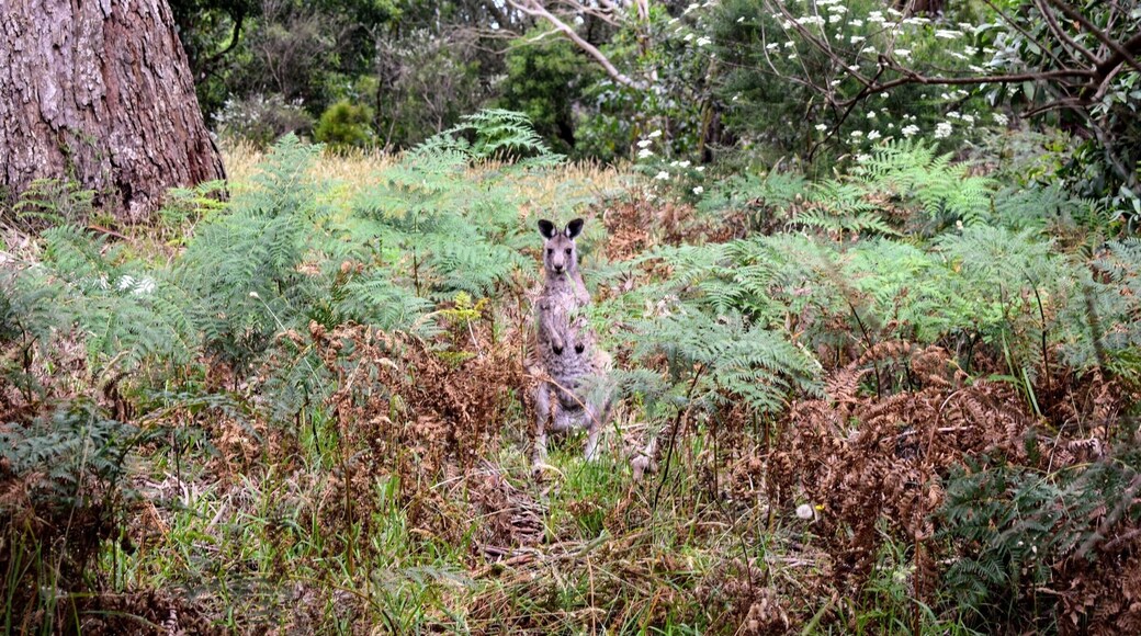 Stumbled upon this little roo in Arthur's Seat State Park on the Mornington Peninsula last week. He just might be the cutest roo I've seen yet... Almost like he was posing for my camera. #kangaroo #wildlife #australia #morningtonpeninsula #victoriaaustralia