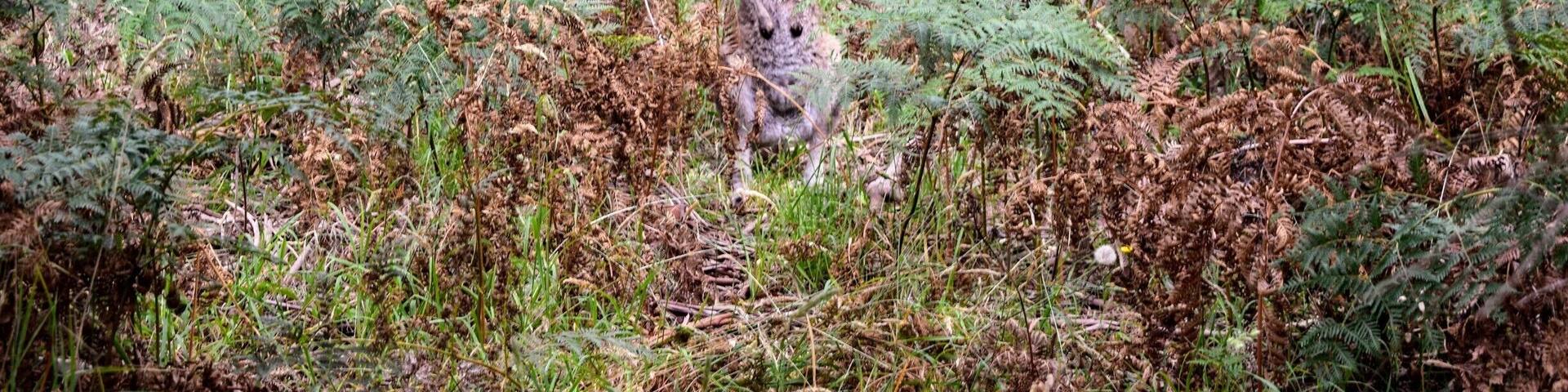 Stumbled upon this little roo in Arthur's Seat State Park on the Mornington Peninsula last week. He just might be the cutest roo I've seen yet... Almost like he was posing for my camera. #kangaroo #wildlife #australia #morningtonpeninsula #victoriaaustralia