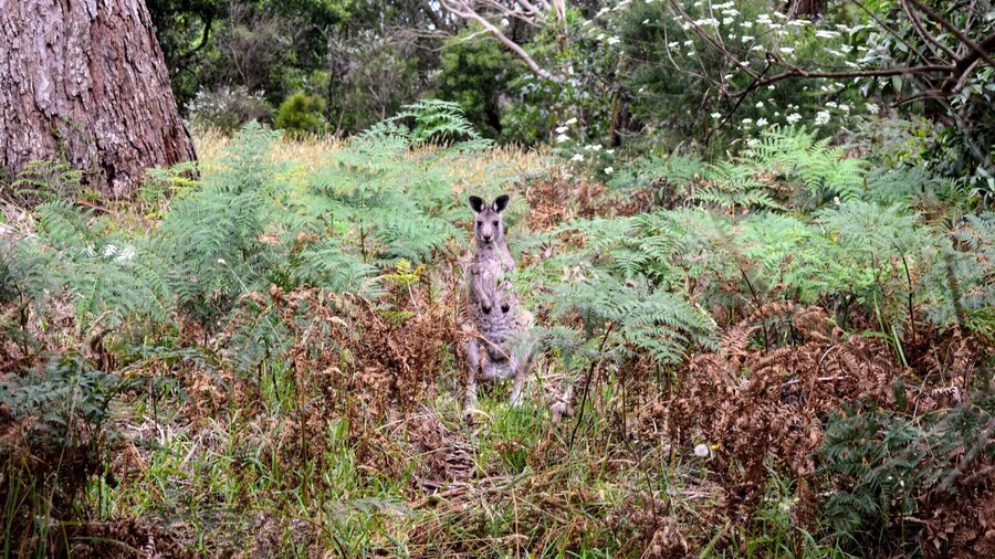 Stumbled upon this little roo in Arthur's Seat State Park on the Mornington Peninsula last week. He just might be the cutest roo I've seen yet... Almost like he was posing for my camera. #kangaroo #wildlife #australia #morningtonpeninsula #victoriaaustralia