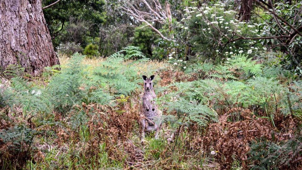 Stumbled upon this little roo in Arthur's Seat State Park on the Mornington Peninsula last week. He just might be the cutest roo I've seen yet... Almost like he was posing for my camera. #kangaroo #wildlife #australia #morningtonpeninsula #victoriaaustralia