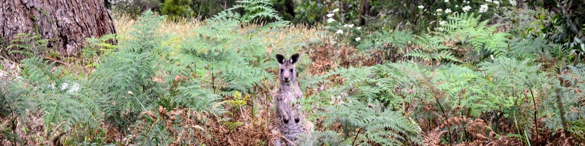 Stumbled upon this little roo in Arthur's Seat State Park on the Mornington Peninsula last week. He just might be the cutest roo I've seen yet... Almost like he was posing for my camera. #kangaroo #wildlife #australia #morningtonpeninsula #victoriaaustralia