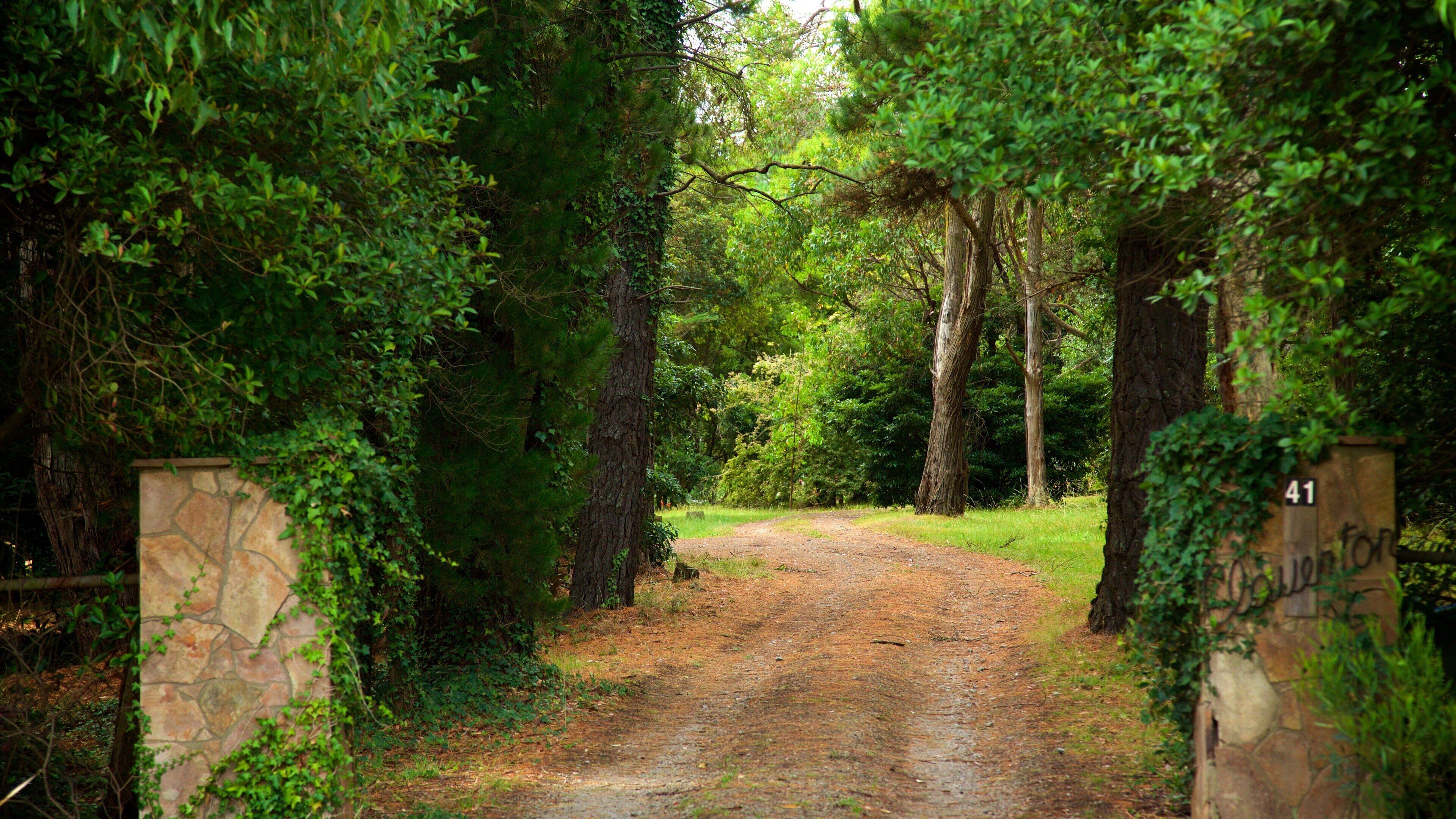 Red Hill which includes forest scenes