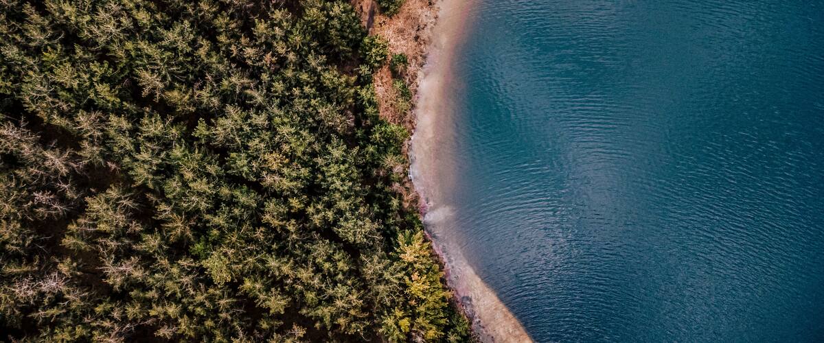 A coastal forest with a sandy beach and a calm sea.