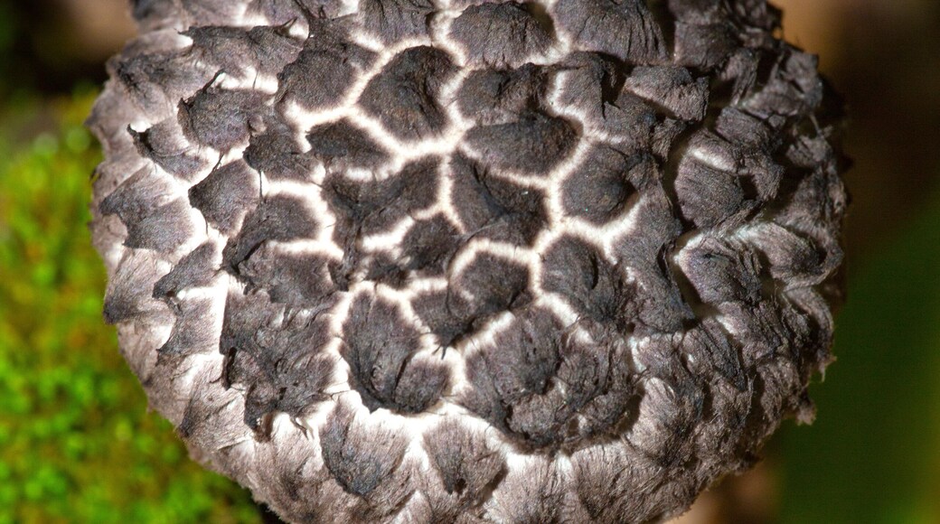 Old man of the woods mushroom in Ashford, Connecticut.