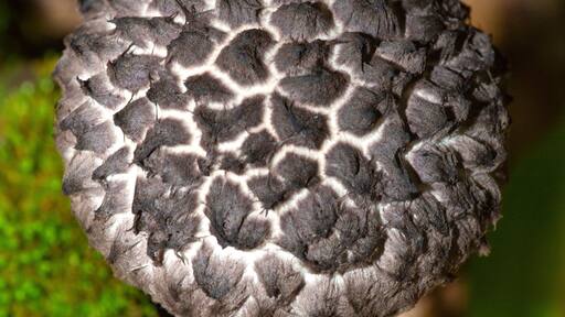 Old man of the woods mushroom in Ashford, Connecticut.