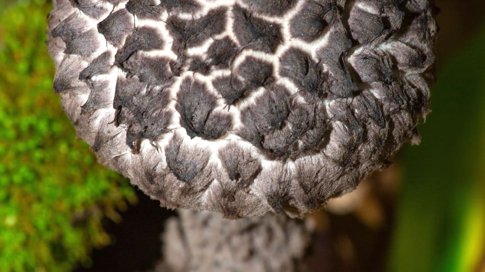 Old man of the woods mushroom in Ashford, Connecticut.