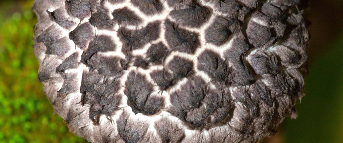 A close-up of a mushroom with a textured cap, surrounded by foliage.