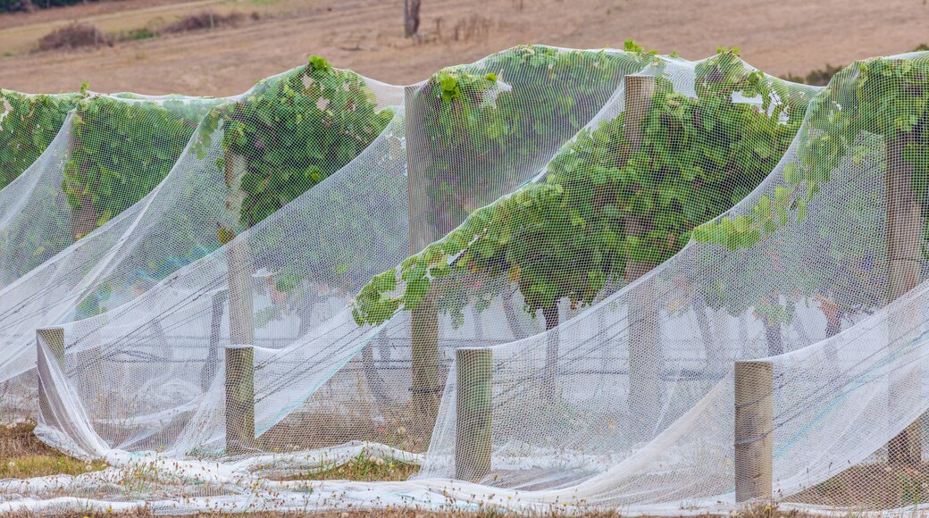 Mornington-halvøya vindistrikt