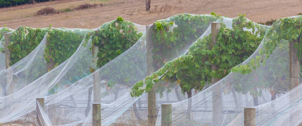 A row of green plants covered with white mesh netting.