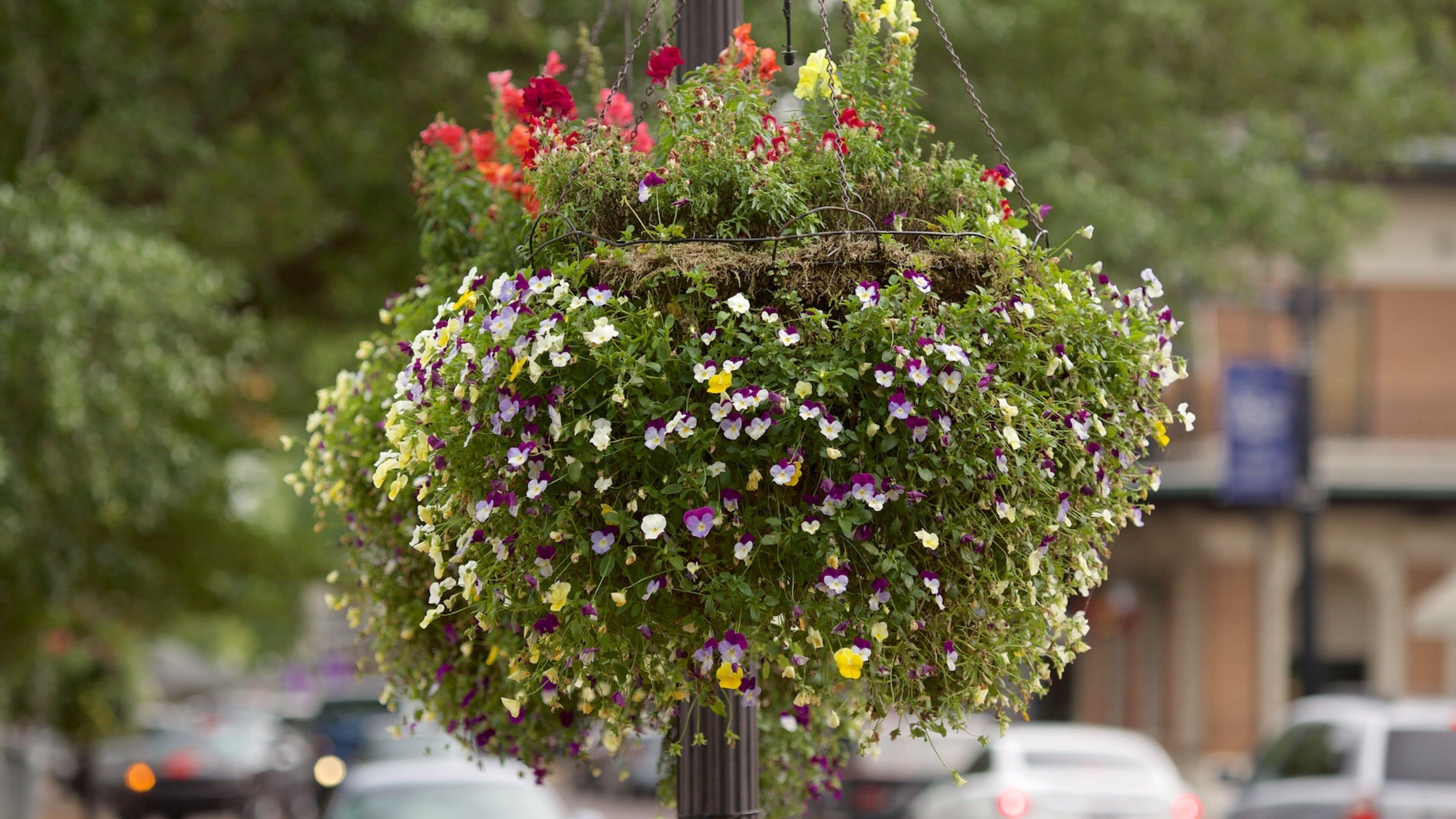 Natchitoches mostrando flores