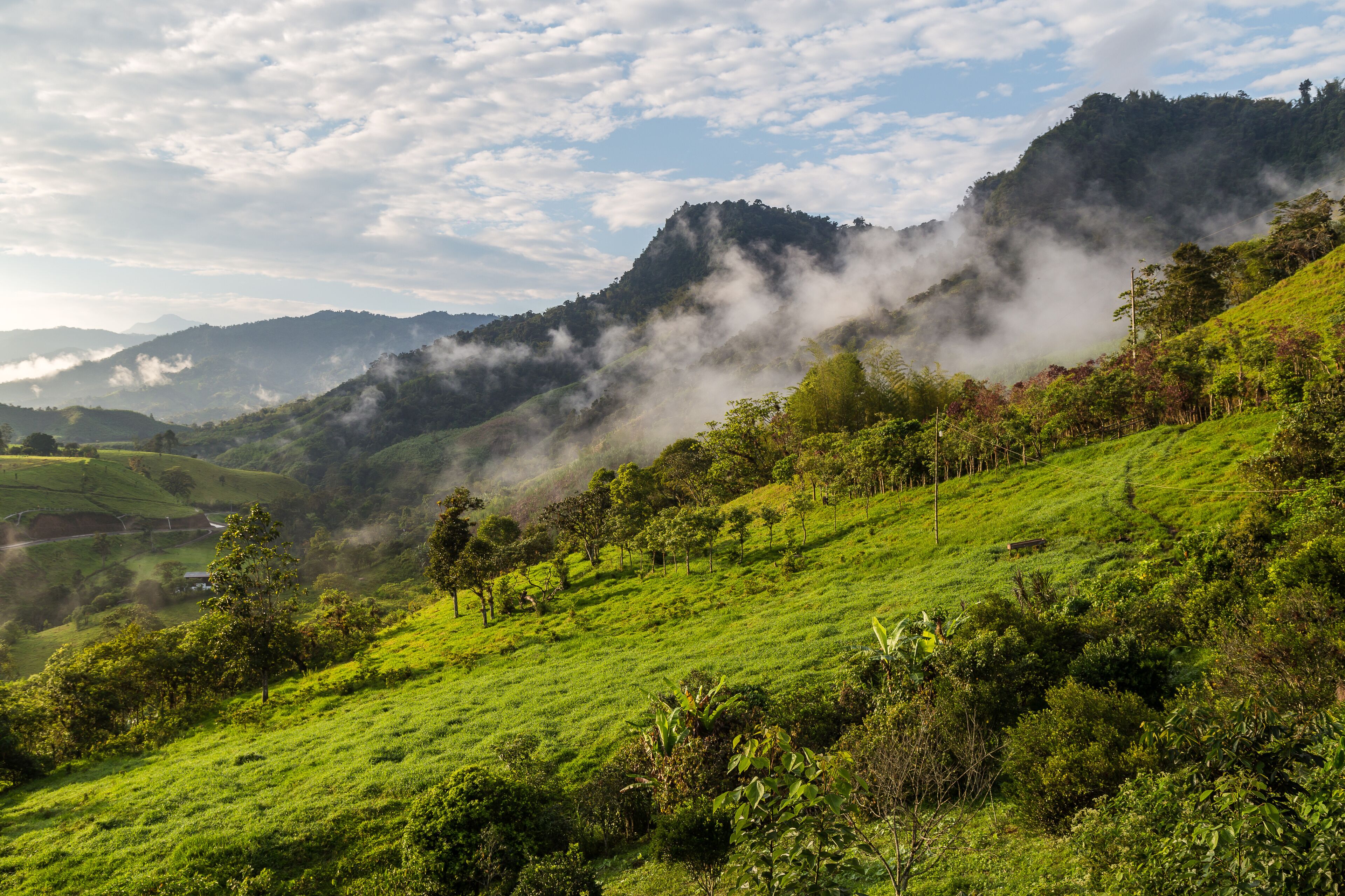 A lush green hillside with a mist-covered mountain in the background.