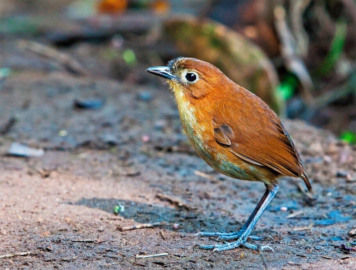 In addition to the Giant Antpitta, we also got to see a Yellow-breasted Antpitta looking for an easy breakfast. This guy was much smaller, and I can't imagine trying to find one out in the forest.

At Refugio Paz del las Aves, Angel Paz and his family have successfully converted their 70 hectare forest into a world-renowned bird sanctuary. A must visit on any trip to Ecuador.
