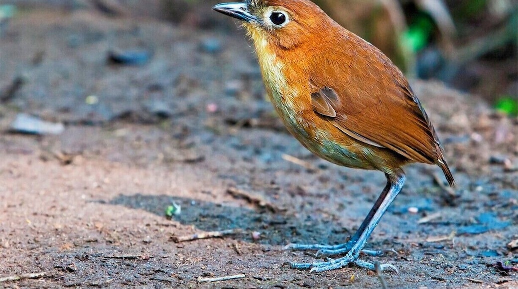 In addition to the Giant Antpitta, we also got to see a Yellow-breasted Antpitta looking for an easy breakfast. This guy was much smaller, and I can't imagine trying to find one out in the forest.
At Refugio Paz del las Aves, Angel Paz and his family have successfully converted their 70 hectare forest into a world-renowned bird sanctuary. A must visit on any trip to Ecuador.