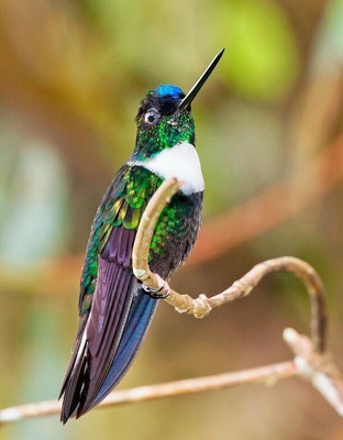 Here we have a very distinctive hummingbird - the Collared Inca. In most lighting they appear all black with a white chest. but if you get them out in some direct light you can make out the blue/violet cap and the green throat.
Make sure you hire a birding guide for your visit to the valley. In addition to locating and identifying the birds, a guide is the only way you'll find this amazing hummingbird garden. It's hidden among some dense vegetation, with the only marker being an overgrown footpath leading from the road.