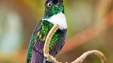 Here we have a very distinctive hummingbird - the Collared Inca. In most lighting they appear all black with a white chest. but if you get them out in some direct light you can make out the blue/violet cap and the green throat.
Make sure you hire a birding guide for your visit to the valley. In addition to locating and identifying the birds, a guide is the only way you'll find this amazing hummingbird garden. It's hidden among some dense vegetation, with the only marker being an overgrown footpath leading from the road.