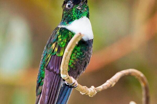 Here we have a very distinctive hummingbird - the Collared Inca. In most lighting they appear all black with a white chest. but if you get them out in some direct light you can make out the blue/violet cap and the green throat.
Make sure you hire a birding guide for your visit to the valley. In addition to locating and identifying the birds, a guide is the only way you'll find this amazing hummingbird garden. It's hidden among some dense vegetation, with the only marker being an overgrown footpath leading from the road.