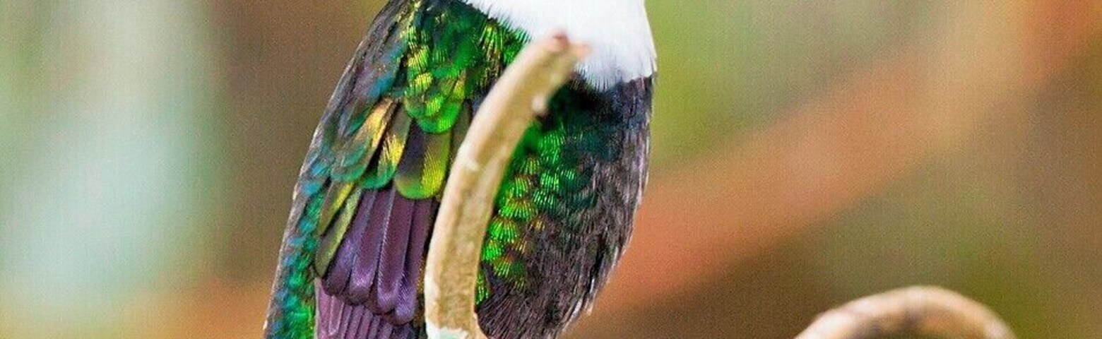 Here we have a very distinctive hummingbird - the Collared Inca. In most lighting they appear all black with a white chest. but if you get them out in some direct light you can make out the blue/violet cap and the green throat.
Make sure you hire a birding guide for your visit to the valley. In addition to locating and identifying the birds, a guide is the only way you'll find this amazing hummingbird garden. It's hidden among some dense vegetation, with the only marker being an overgrown footpath leading from the road.