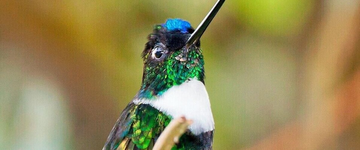 A hummingbird perched on a branch.
