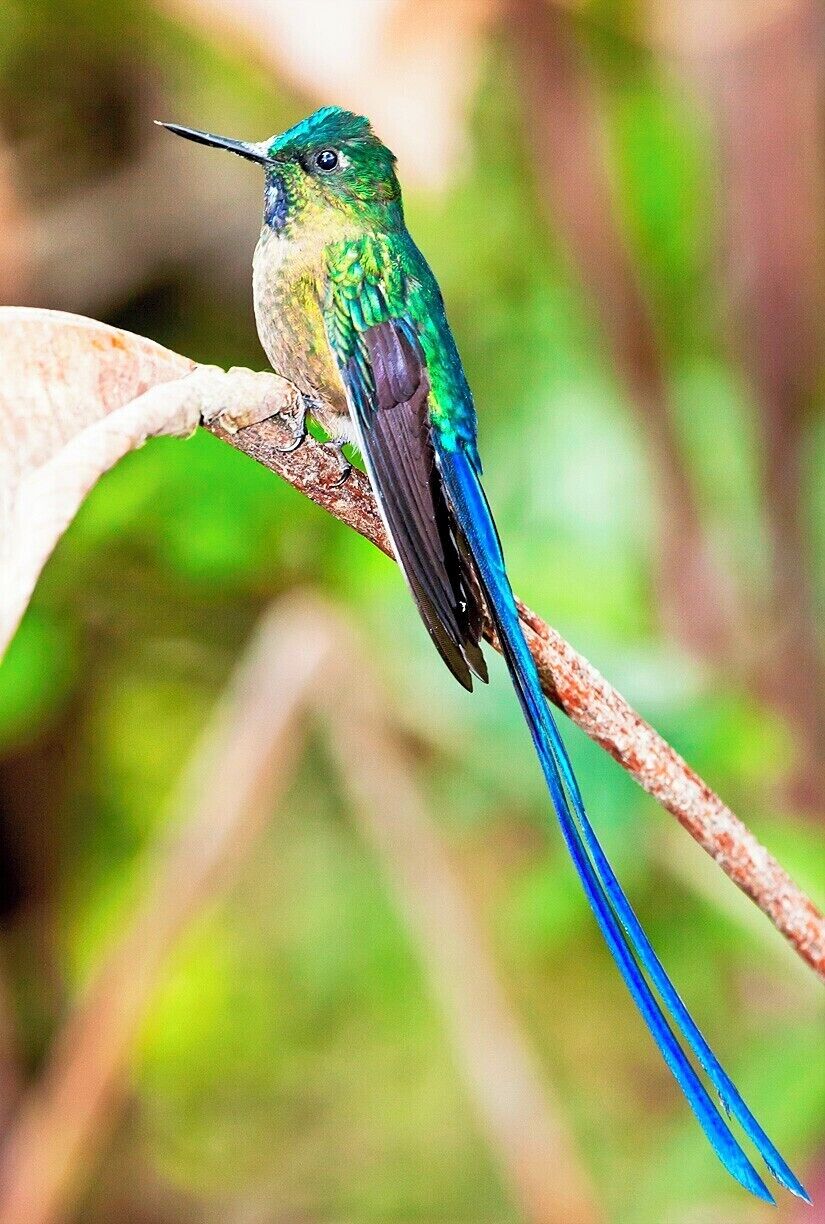Yesterday I posted a female Violet-tailed Sylph, and today we have the much showier male. It's a wonder that they can fly with such long tail feathers, but clearly the reproductive advantage outweighs any such inconvenience.