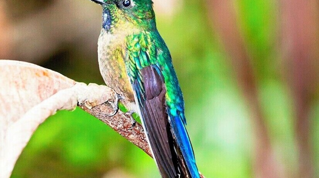 Yesterday I posted a female Violet-tailed Sylph, and today we have the much showier male. It's a wonder that they can fly with such long tail feathers, but clearly the reproductive advantage outweighs any such inconvenience.