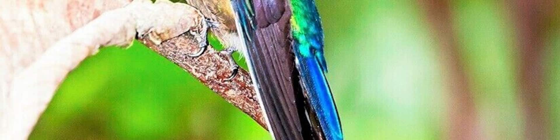 Yesterday I posted a female Violet-tailed Sylph, and today we have the much showier male. It's a wonder that they can fly with such long tail feathers, but clearly the reproductive advantage outweighs any such inconvenience.