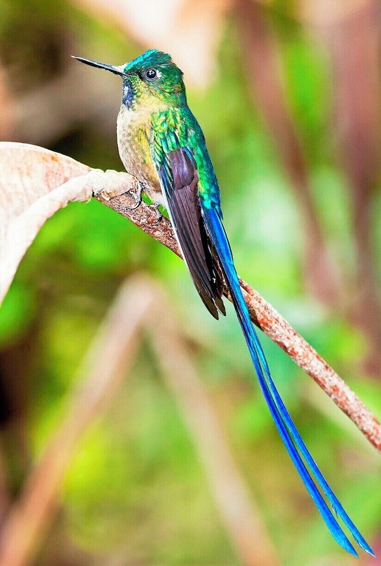 Yesterday I posted a female Violet-tailed Sylph, and today we have the much showier male. It's a wonder that they can fly with such long tail feathers, but clearly the reproductive advantage outweighs any such inconvenience.