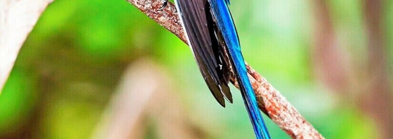 Yesterday I posted a female Violet-tailed Sylph, and today we have the much showier male. It's a wonder that they can fly with such long tail feathers, but clearly the reproductive advantage outweighs any such inconvenience.