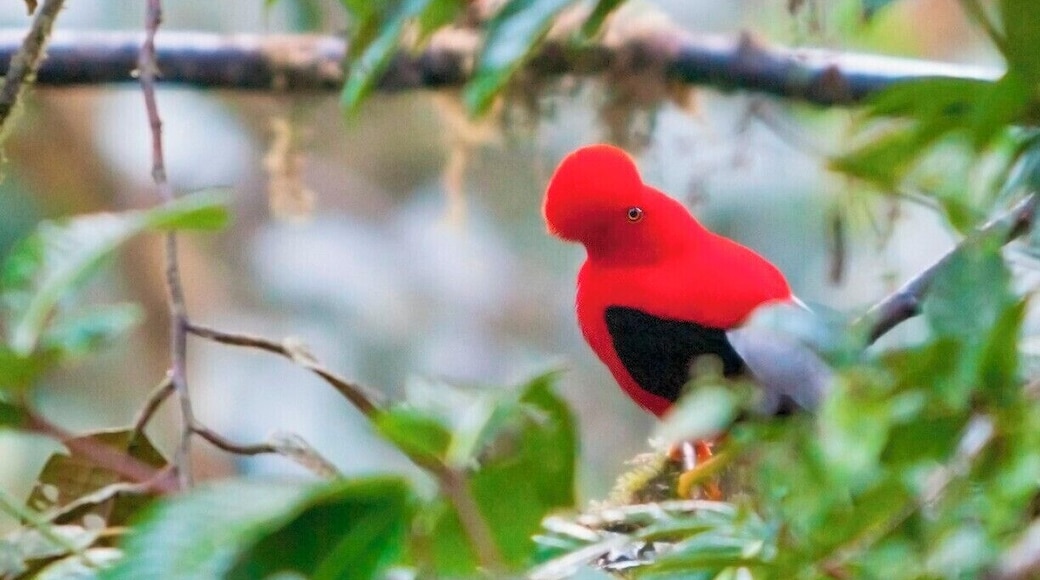 Without a doubt, one of the strangest looking birds I've ever seen is the male Andean Cock-of-the-rock. This color-blocked bird sports a disk-like crest on his head which obfuscates his entire face when viewed from the side.
Although these birds are not endangered, the best way to view them is to find a lek where groups of males compete for females by showing off their plumage in elaborate displays that include bobbing, hopping, and making a variety of calls. The leks are only active in the early morning (6-8am) and late afternoon (4-6pm) when the light is just right. The males are also very skittish, so it's important to arrive early and wait patiently in a hide. Also, it helps to cross your fingers.
Fortunately, here at Refugio Paz de las Aves there is an easily accessible lek, but to get there in time we had to leave our hotel at 4am (next time we will stay closer). We arrived around 6, but it was a quiet morning for the lek and we really only got a good look at this one bird. We could here other males in the vicinity, but within 20 minutes or our arrival they had all dispersed.
