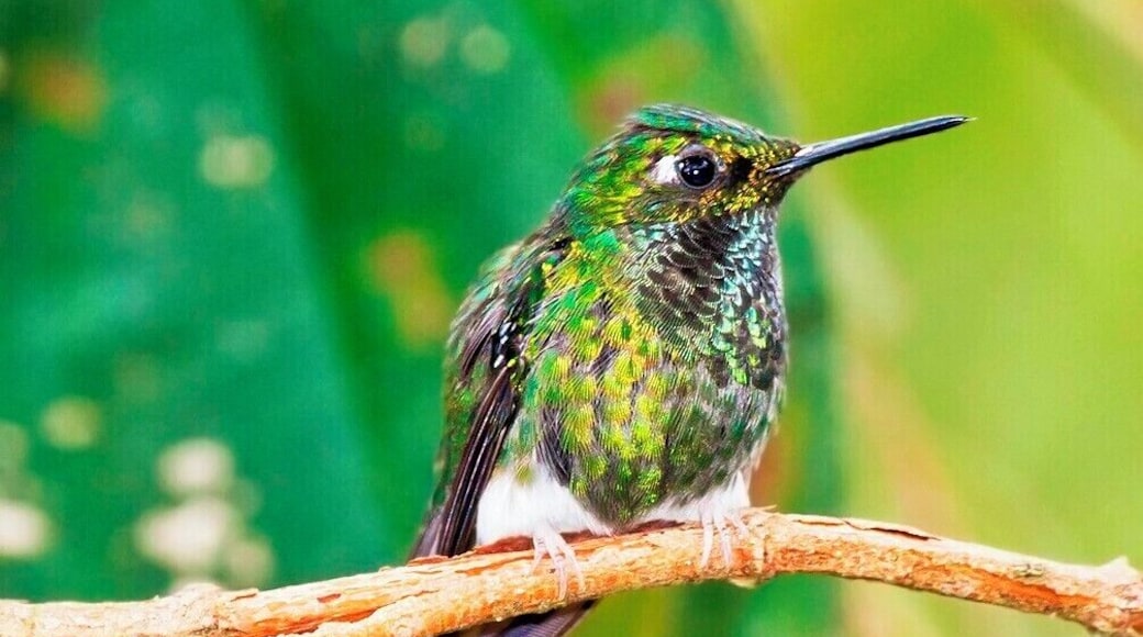 Booted Racket-tails are easily seen at Tony Nunnery's hummingbird garden. Only the males have the iconic deeply-forked tail. These guys are pretty small, even for a hummingbird, with a 3 inch body length (8cm).