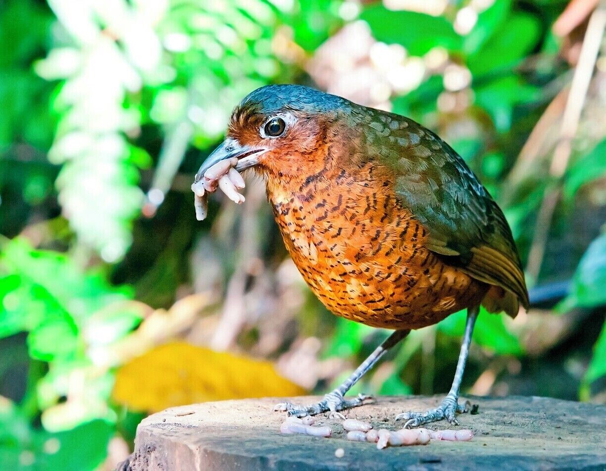 A bird perched on a wooden stump surrounded by green foliage.