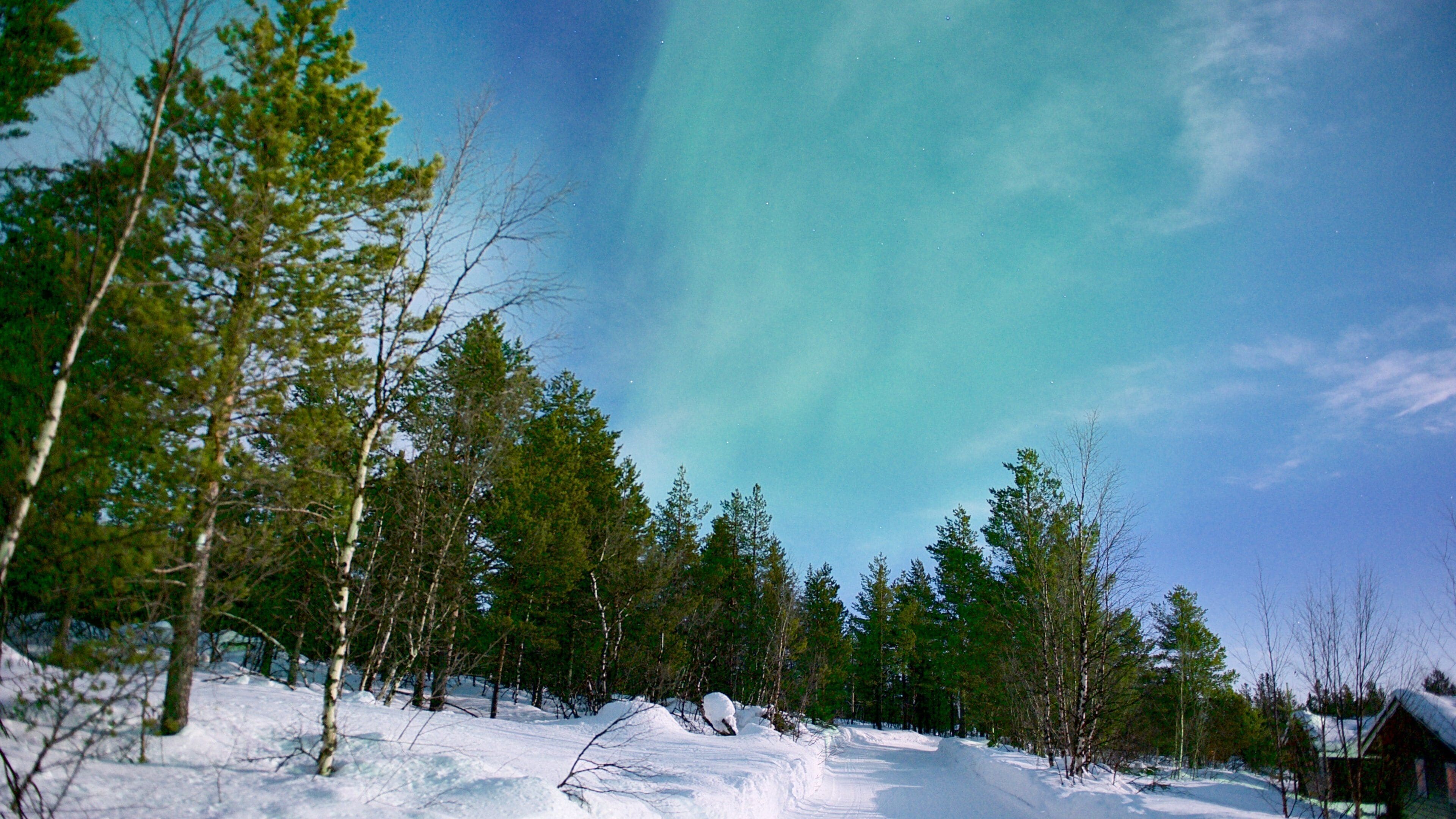 A snowy landscape with trees and a clear sky.