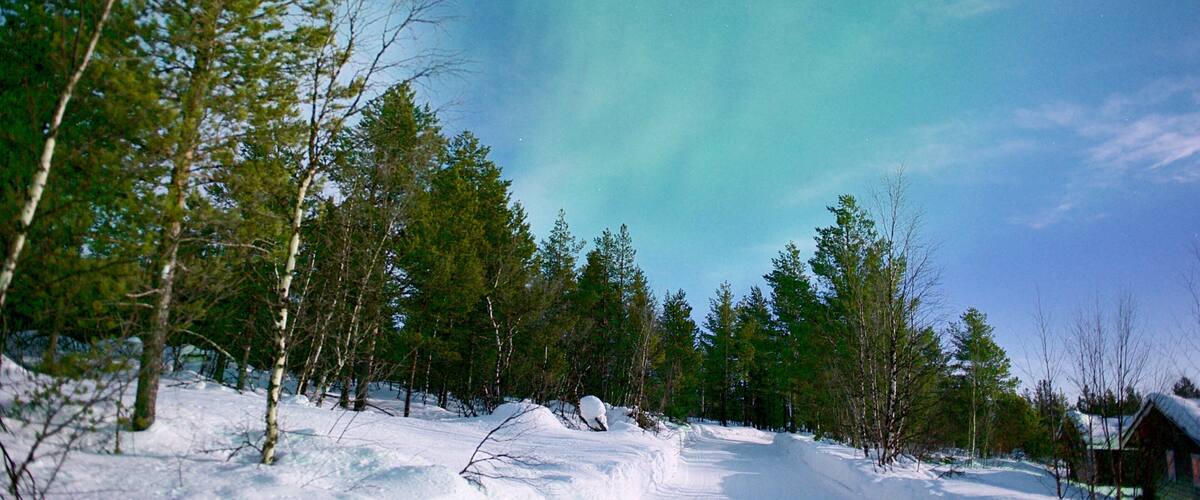 A snowy landscape with trees and a clear sky.