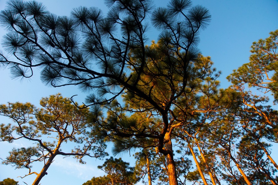Alabama Pine Trees